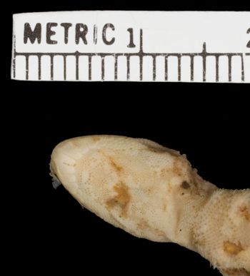 Media type: image;   Herpetology R-46856